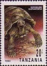 Galapagos Tortoise (Geochelone elephantopus)