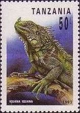 Green Iguana (Iguana iguana)