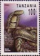 Central Asian Cobra (Naja oxiana)