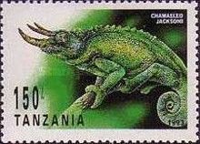Jackson's Chameleon (Chamaeleo jacksonii)