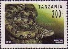 Common Anaconda (Eunectes murinus)