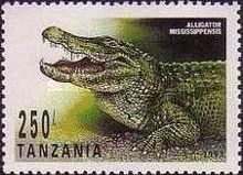 American Alligator (Alligator mississippensis)