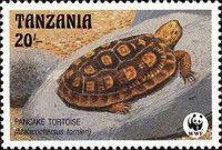Pancake Tortoise (Malacochersus tornieri)