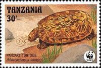 Pancake Tortoise (Malacochersus tornieri)