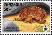 Pancake Tortoise (Malacochersus tornieri)