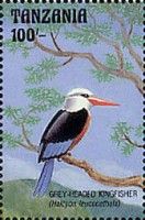 Grey-headed kingfisher (Halcyon leucocephala)