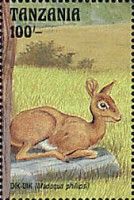 Phillips's Dik-dik (Madoqua phillipsi)
