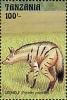 Ardwolf (Proteles cristatus)