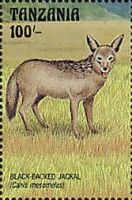 Black-backed jackal (Canis mesomelas)