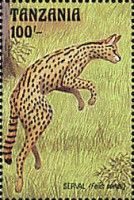 Serval (Felis serval)