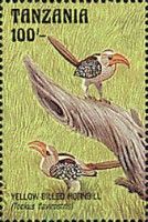 Yellow-billed hornbill (Tockus flavirostris)