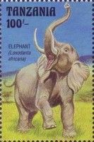 Elephant (Loxodonta africana)