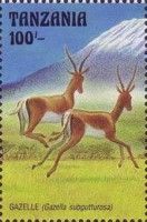Gazelle (Gazella subgutturosa)