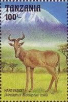 Hartbees (Alcelaphus buselaphus cokii)