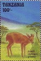 Olimeer (Sylvicapra grimmia)