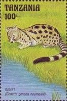 Genet (Genetta genetta neumanni)