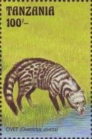 Ovet (Civettictus civetta)