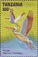 Pelican (Pelecanus onocrotalus)