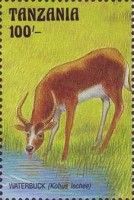 Waterbuck (Kobus lechee)