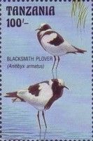 Blacksmith plover (Anitibyx armatus)