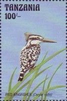 Ceryle rudis