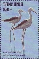 Black-winged Stilt (Himantopus himantopus)