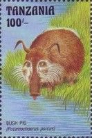 Blish pig (Potamochoerus porcus)