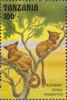 Senegal Bushbaby (Galago senegalensis)