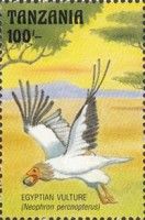 Egyptian vulture (Neophron percnopterus)