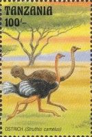Ostrich (Struthio camelus)
