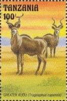 Greater Kudu (Tragelaphus capensis)