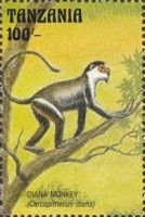 Diana Monkey (Cercopithecus diana)
