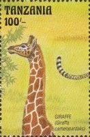 Giraffe (Giraffa camelopardalis)
