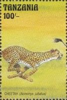 Cheetah (Acinonyx jubatus)