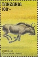 Wildebeest (Connochaetes taurinus)