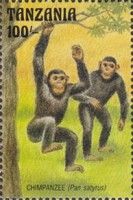 Chimpanzee (Pan satyrus)