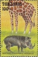 Warthog (Phacochoerus aethiopicus)