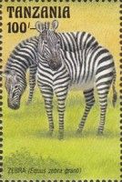 Zebra (Equus zebra granti)