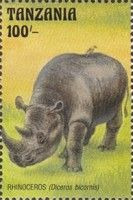 Rhinoceros (Diceros bicornis)