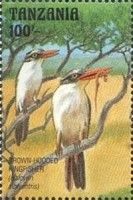 Brown-hooded Kingfisher (Halcyon albiventris) - see Descript