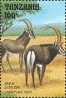 Sable antelope (Hippotragus niger)