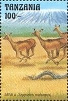 Impala (Aepyceros melampus)
