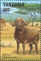 Buffalo (Syncerus caffer)