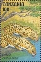 Leopard (Panthera pardus)