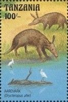 Aardvark (Orycteropus afer)
