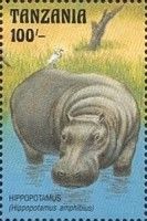 Hippopotamus (Hippopotamus amphibius)