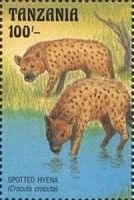 Spotted hyena (Crocuta crocuta)