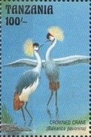 Crowned Crane (Balearica pavonina)