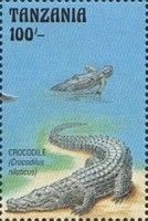 crocodile (Crocodilus niloticus)