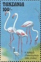 Flamingo (Phoenicopterus ruber roseus)